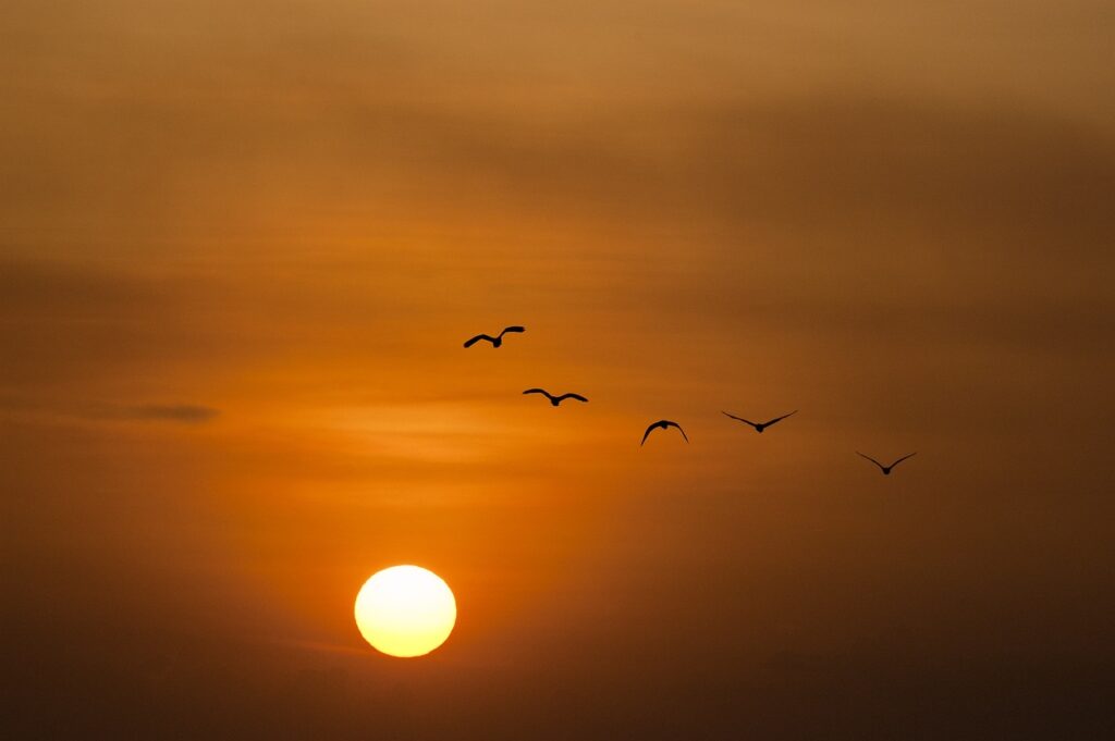 sunset, nature, sea-600095.jpg