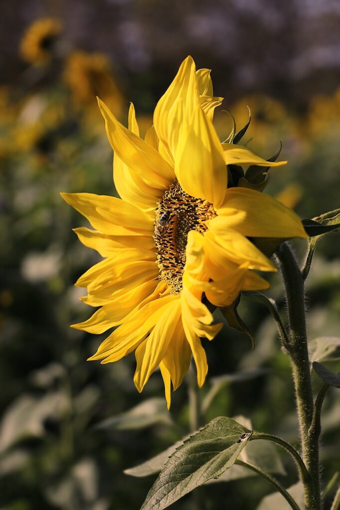 sunflower, flower, blossom