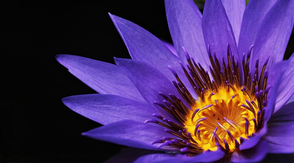 water lily, purple flower, petals