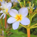 flower, leelawadee, wellness