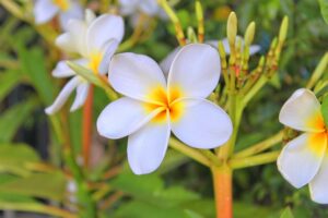 flower, leelawadee, wellness