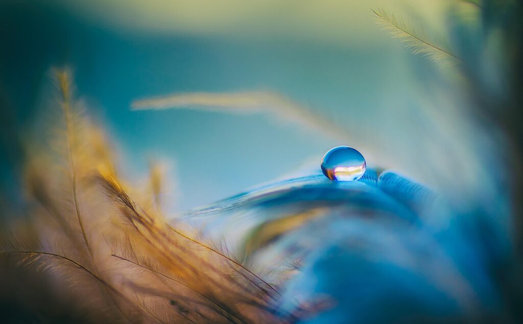 droplet, feathers, blue, orange, feather, colorful, still, peaceful, mood, resting, tranquil, balance, feather, peaceful, peaceful, peaceful, peaceful, balance, balance, balance, balance, balance