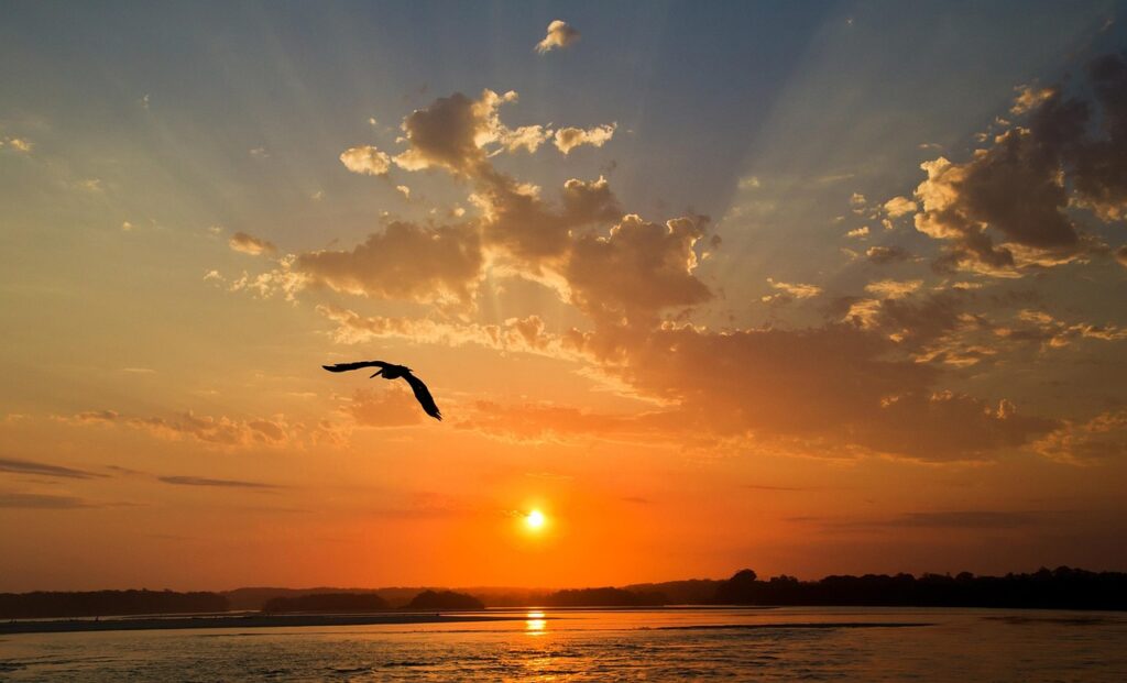 sunset, bird, sky, nature, freedom, sea, flying, landscape, flight, meditation, freedom, freedom, freedom, freedom, freedom