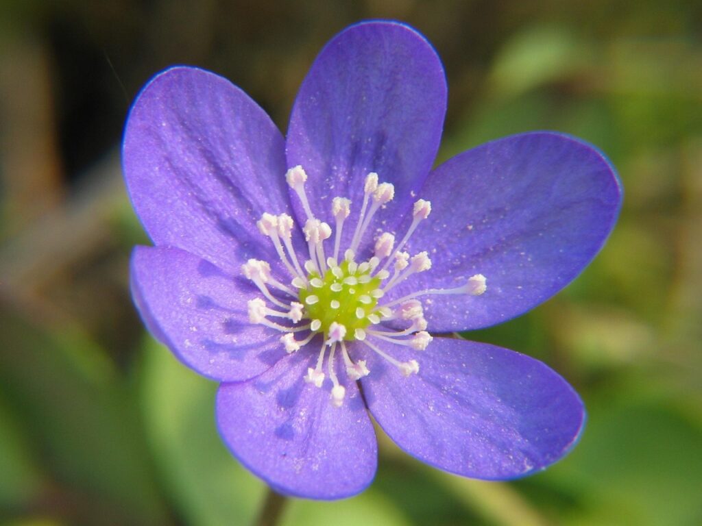 liverflower, anemone, flower, bloom, blossom, bloom, spring, beautiful, violet, flower background, flower wallpaper, purple, hepatica nobilis, anemone hepatica, common liverwort, buttercup, ranunculaceae, hepatica, guldin cle, gold clover, golden clover, guilder clover, haselmünich, hazel flower, haselvoaltcher, herblümlein, heart joy, heart herb, deer clover, blue wood flower, liver bloom, liver flowers, liver flower, liver clover, noble liverwort, güldin liver krut, liver krut, leverblome, leverkrud, leverwort, liewerkrokt, blue marchablüm, marchblom, nature, maiblümli, mühliblüamli, blag oeschken, schöranchel, black leaf herb, steibluoma, steiblüomli, blue violets, cheeky, anemone, beautiful flowers, hepatica, hepatica, hepatica, hepatica, hepatica