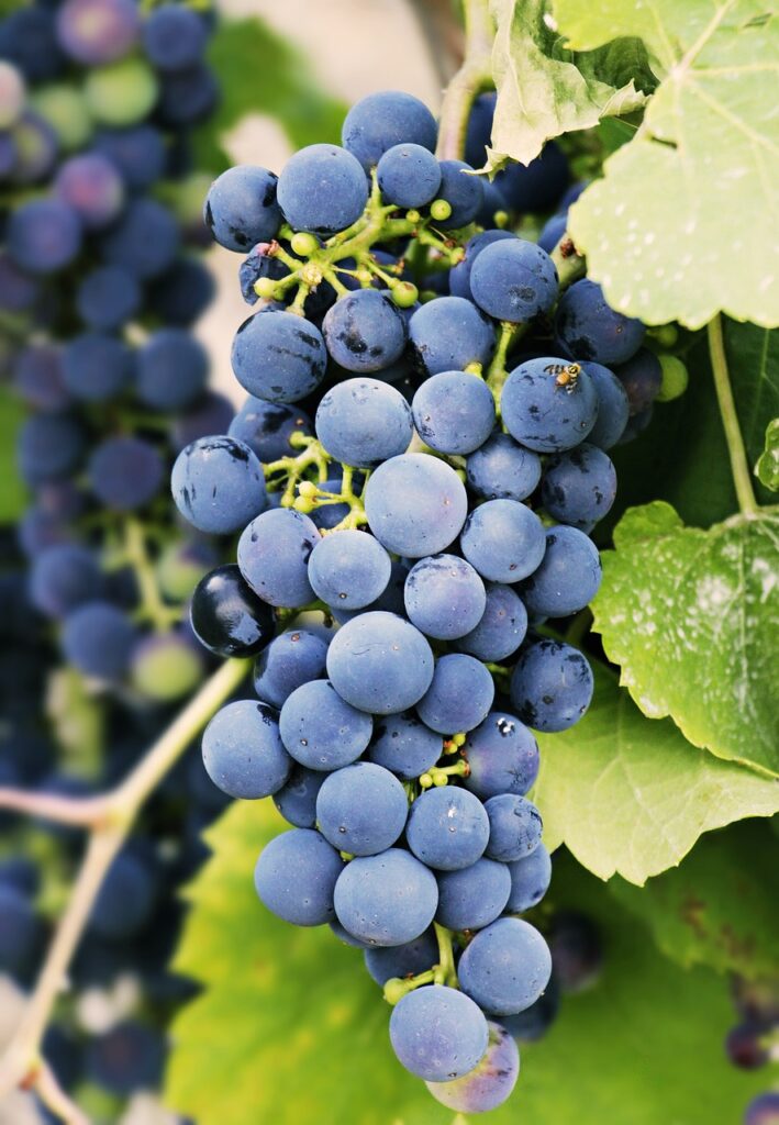 grapes, fruits, food, fresh, healthy, ripe, organic, sweet, produce, harvest, grapevine, vines, vitamins, fruits, food, food, food, food, food