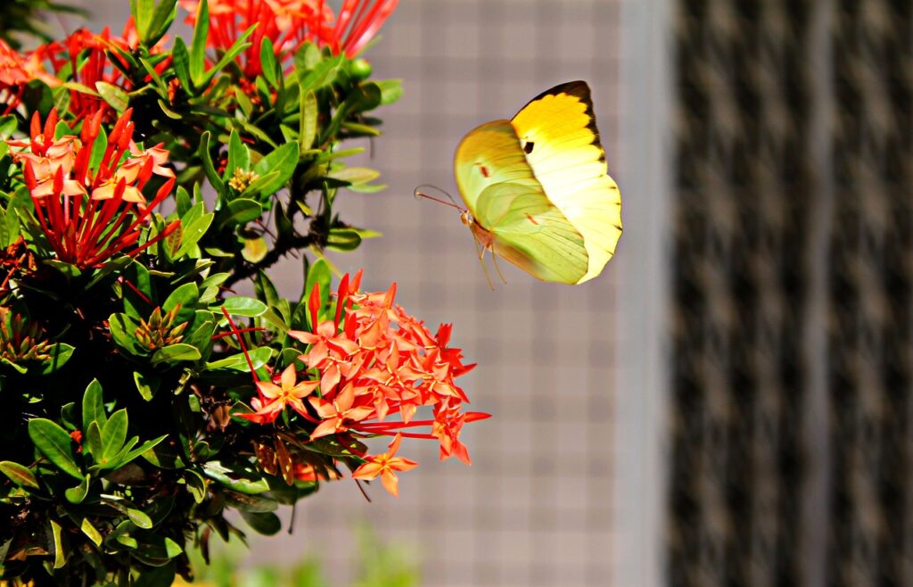 brimstone, butterfly, fly, land, wings, flight, landing, freedom, colorful, insect, beauty, butterfly, butterfly, freedom, freedom, freedom, freedom, freedom