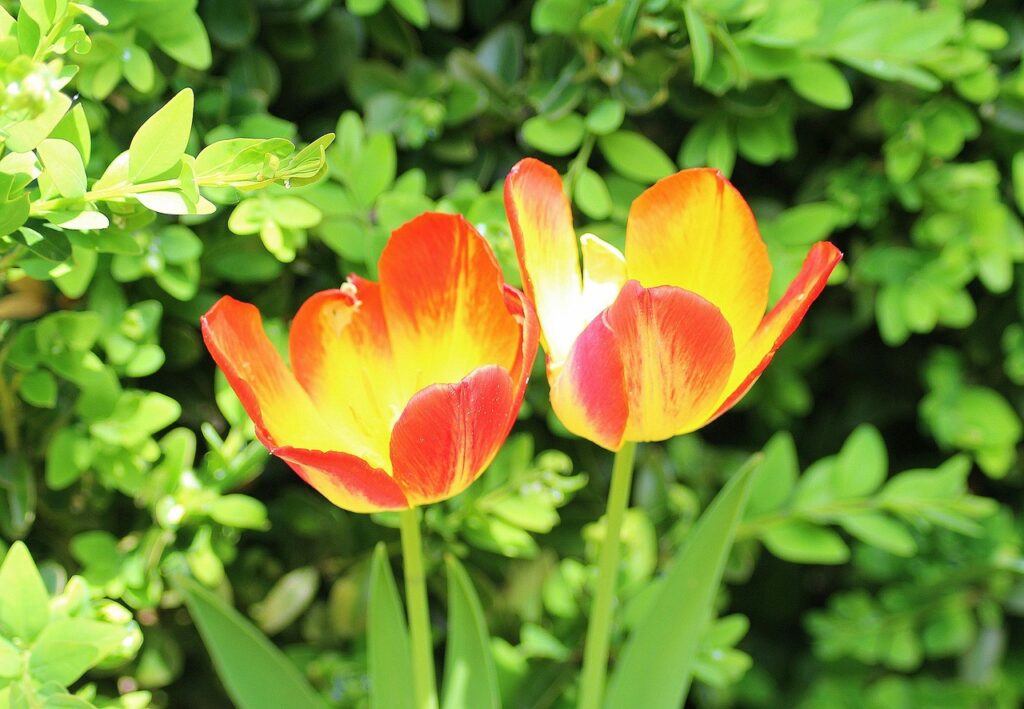 tulips, two, spring, april, menopause, spring flowers, nature