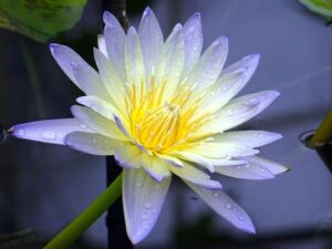 Close-up of a blooming water lily with dew drops, floating in a serene garden pond.