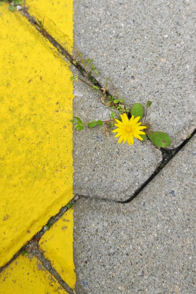 A dandelion blossoming through urban pavement, showcasing resilience and contrast.