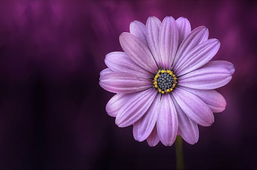 Close-up of a beautiful purple daisy on a dark background.