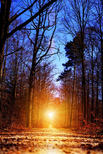 path, nature, forest, goal, hope, breakthrough, sun, sunbeams, light, success, trees