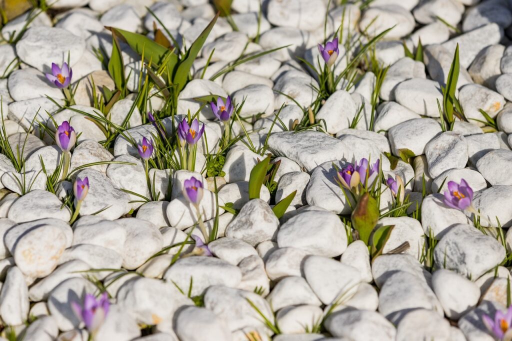 stones, flower, spring, flower background, flower wallpaper, beautiful flowers, breakthrough, nature, quiet, power, purple