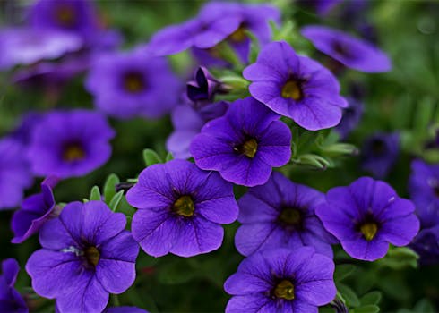 A close-up shot of vibrant purple petunia flowers in full bloom with delicate petals and green leaves.