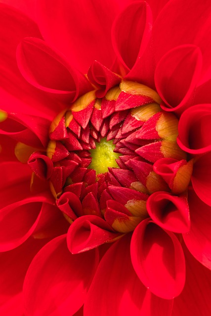 dahlia, flower wallpaper, flower, plant, flower background, beautiful flowers, petals, bloom, blossom, nature, closeup, wildlife, flora, garden, autumn, red