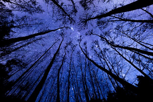A mesmerizing view of a starry night sky framed by tall leafless trees from below.