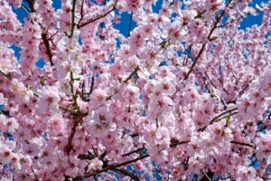 japanese cherry blossom, flowers, tree, beautiful flowers, branches, blossom, cherry blossoms, bloom, pink flowers, sakura, flower wallpaper, flora, sakura tree, spring, flower background, spring season, petals, pink petals, nature, japanese cherry trees, pink, flower tree