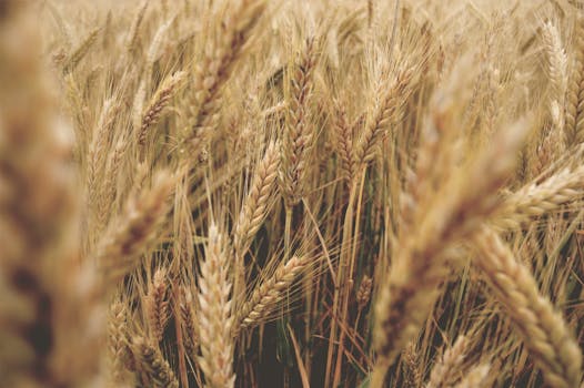 A detailed close-up of golden wheat stalks swaying in a sunny field, conveying nature's rural beauty.