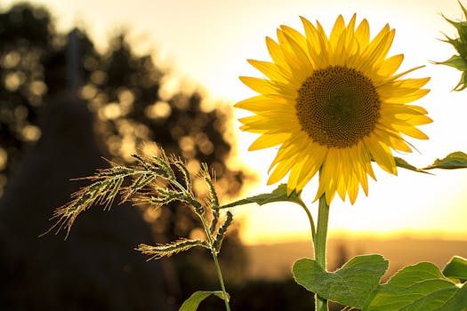 Vibrant sunflower backlit by the warm glow of a sunset, capturing summer essence.