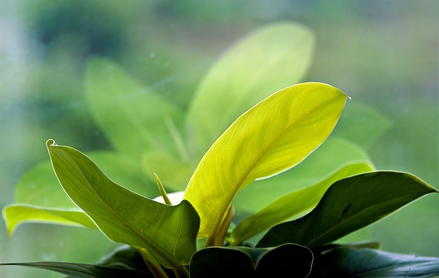 leaves, plant, indoor, window, nature