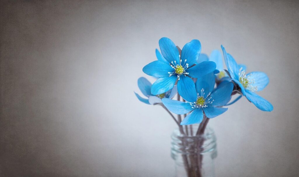 liverflower, blue, flower, flower wallpaper, blue flower, nature, blossoms, tender, spring flower, early bloomer, forest flower, beautiful flowers, vase, flower background, glass, deco, decoration