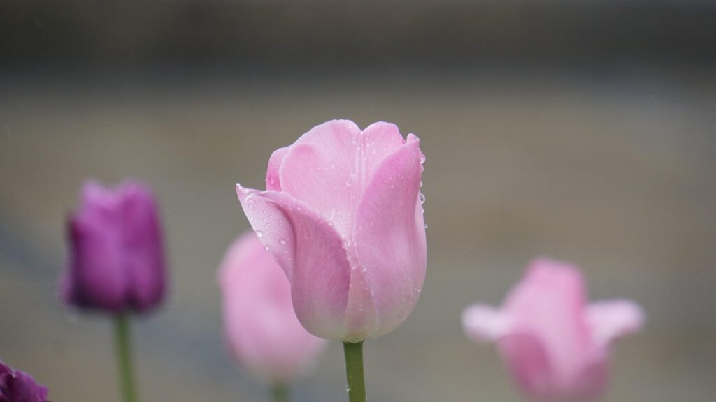 tulip, pink, flower, blossom, bloom, bloom, spring, may, beautiful flowers, spring magic, plant, nature, wet, raindrop, rain, waterdrop, happy mothers day, paradise, flower background, green, beauty, women's day, international womens day, flower wallpaper, get well soon, love, passion, magic