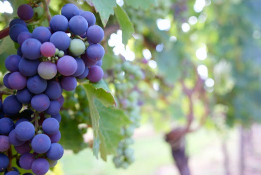 A vibrant bunch of ripe grapes hanging on a vine in a sunlit vineyard.