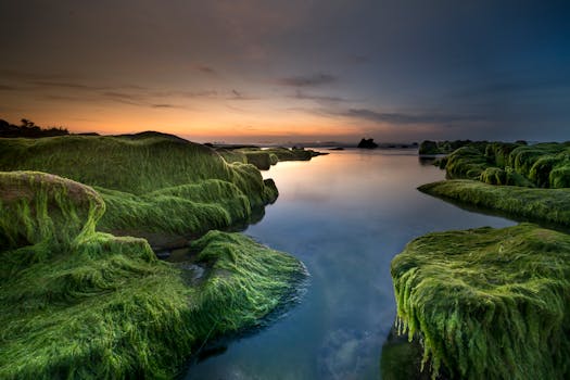 Vivid sunset over moss-covered rocks by the seaside, reflecting calm waters.