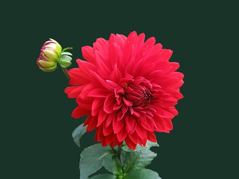 A stunning red dahlia in full bloom with green foliage, captured against a dark background.