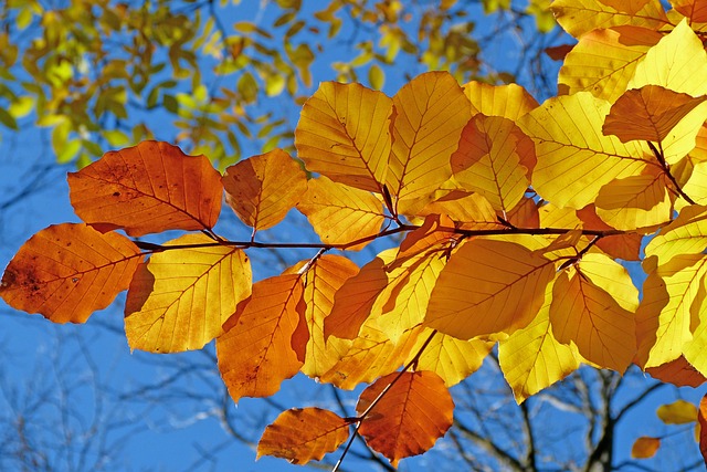 foliage, leaves, autumn, leaf veins, autumn leaves, yellow leaves, autumn foliage, yellow foliage, fall leaves, fall foliage, autumn colors, fall colors, beech, fall, nature, autumn, autumn, autumn, autumn, autumn leaves, autumn leaves, fall leaves, beech, fall, fall, fall, fall, fall