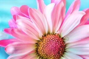 flower, nature, flower background, flower wallpaper, flora, beautiful flowers, petal, summer, daisy, pink, macro, hd wallpaper, nature wallpaper, pink nature, pink flower, beautiful nature, nature background, pink summer, pink wallpaper, pink natural
