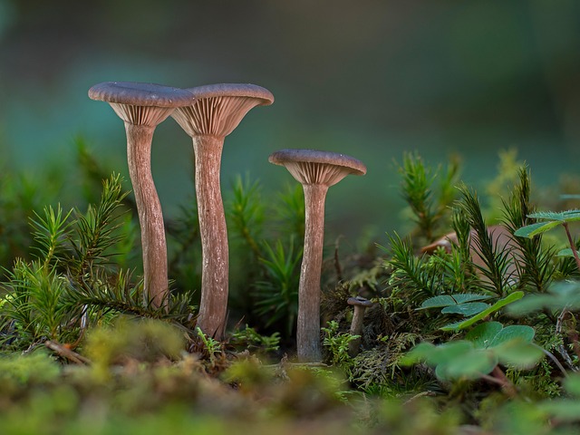 mushroom, small mushroom, mushrooms, coffee brown fork trichterling, moss, sponge, fall, mini mushroom, agaric, forest mushroom, screen fungus, disc fungus, mushroom type