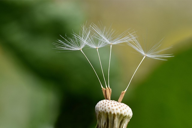 dandelion, macro, seeds, close up, pointed flower, flying seeds, dandelion seeds, wild flower, dandelion, dandelion, dandelion, dandelion, dandelion, seeds