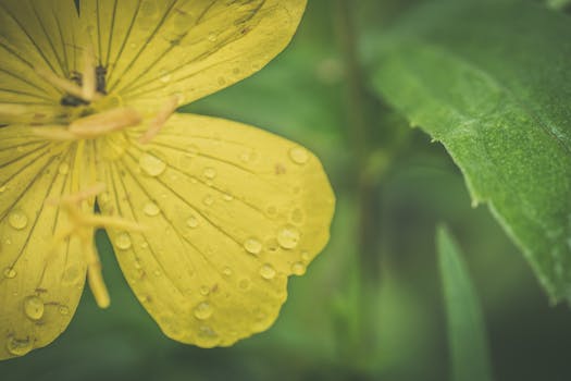Macro shot of a yellow flower with visible dew drops on petals, highlighting fresh morning beauty.