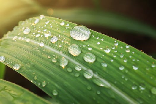 Macro shot of dew droplets on a green leaf, showcasing freshness and nature's beauty.