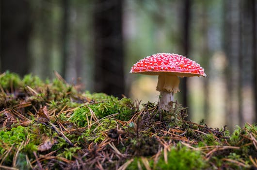 Close-up of a Fly Agaric mushroom on mossy forest floor, showcasing its vibrant colors.