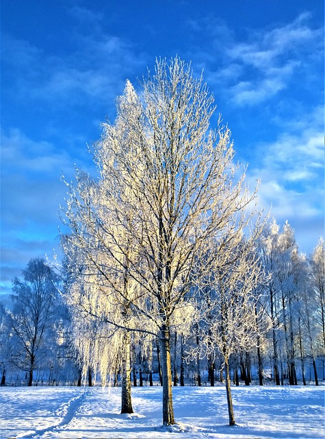 winter, snow, tree, rime, winter day, nature, cool, winter magic, landscape, snow landscape, white, frost, frozen, season, beautifully, snow cover, sunlight, cold, blue sky, is, blue, solar, sweden, outside, photo, sunshine, landscape sweden, sky, sunbeams