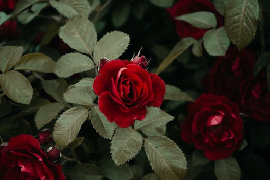 A breathtaking close-up of red roses in full bloom surrounded by lush green leaves.