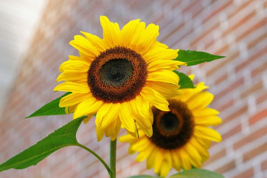 Vivid yellow sunflowers with green leaves in front of a blurred brick wall.