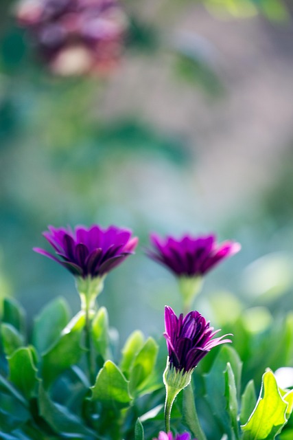 flowers, purple, green, nature, flower background, color, flower, flower wallpaper, garden, flora, next, spring, beautiful flowers, defocus