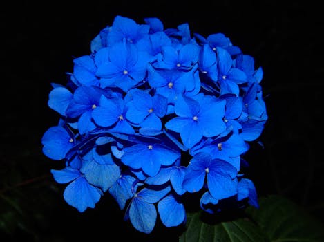 Close-up of a vibrant blue hydrangea flower in full bloom against a dark background.