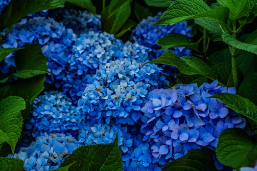 Close-up of lush blue hydrangeas blooming in a summer garden surrounded by green leaves.