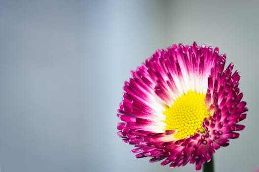 Close-up of a vibrant pink and yellow Bellis flower showcasing its intricate petal details.