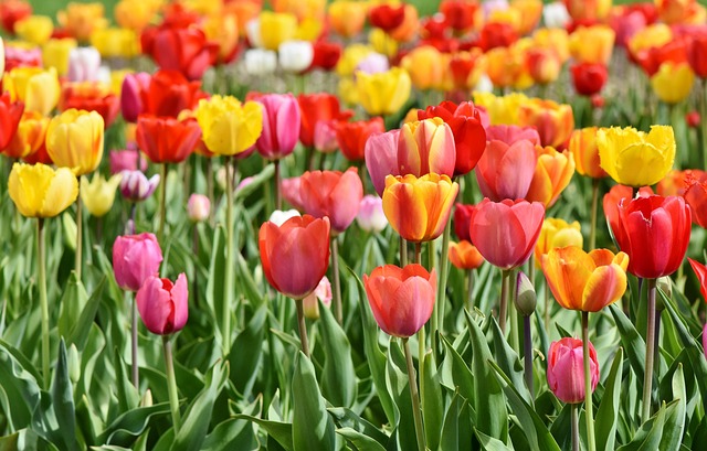 tulips, flower wallpaper, tulip field, tulip blossom, nature, blossomed, field of flowers, bloom, spring flower, beautiful flowers, beginning of spring, multicoloured, flower, flower background, red yellow, coloured, spring colors, blossoms, colorful, spring
