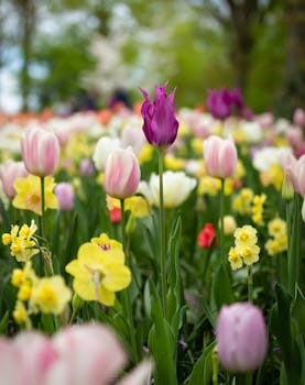 Vibrant tulips in full bloom at a garden in the Netherlands during spring.