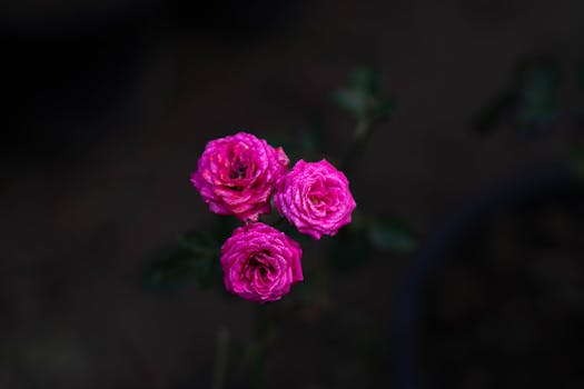 A stunning close-up of three vibrant pink roses blooming against a dark background, showcasing natural beauty.