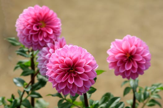 Vibrant pink dahlias in full bloom, captured with detailed petals and lush greenery, in an outdoor setting.