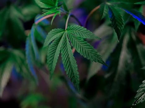 Detailed shot of healthy cannabis leaves, capturing the lush greenery and patterns.