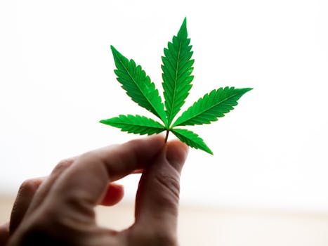 A detailed view of a hand holding a vibrant green cannabis leaf on a bright white background.