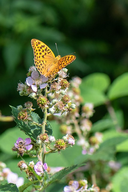 butterfly, imperial coat, insect, blackberry, eco system, edge of the forest