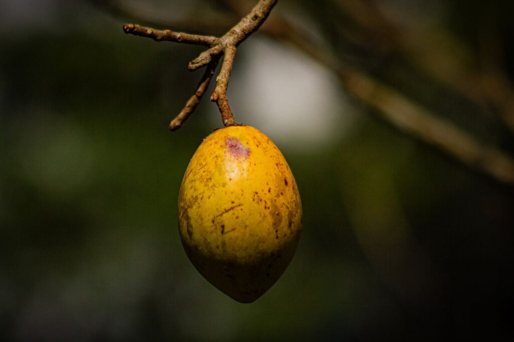 A ripe mango hanging on a branch with a dark green blurred background.